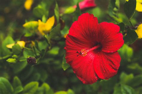 Can Rabbits Eat Hibiscus Flowers?