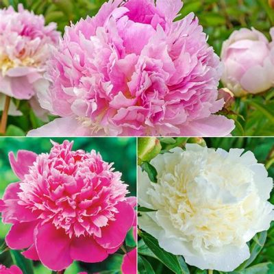 Peony A Fragrant Journey Through Forbidden Love and Dynastic Intrigue