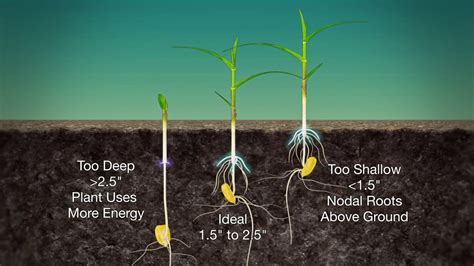 What Does Thin Mean in Gardening?