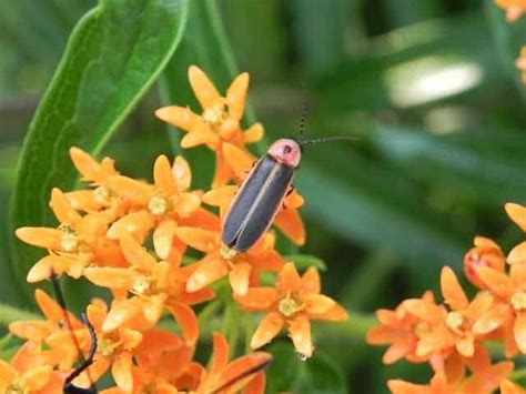 What Flowers Attract Fireflies