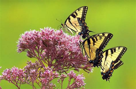 What Flowers Attract Hummingbirds and Butterflies